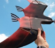 Downloadplan Pterodactylus
